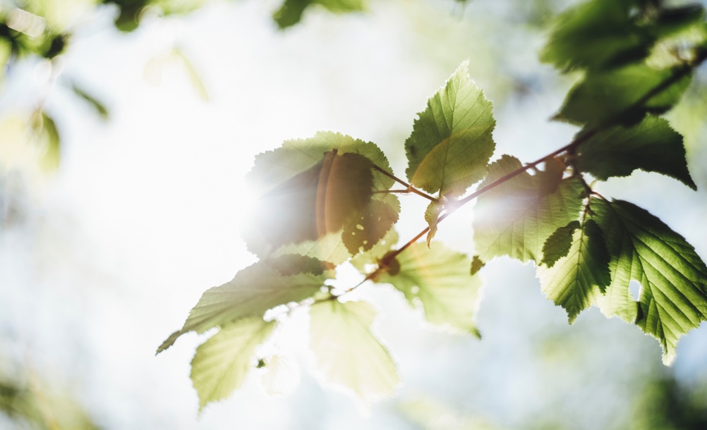 Jardines hotel Marina Portals Jardines hotel Marina Portals